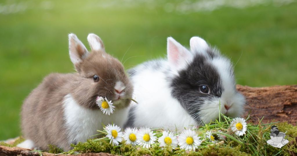 Writing Bunnies