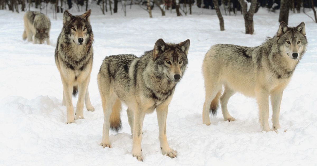 werewolves and packs